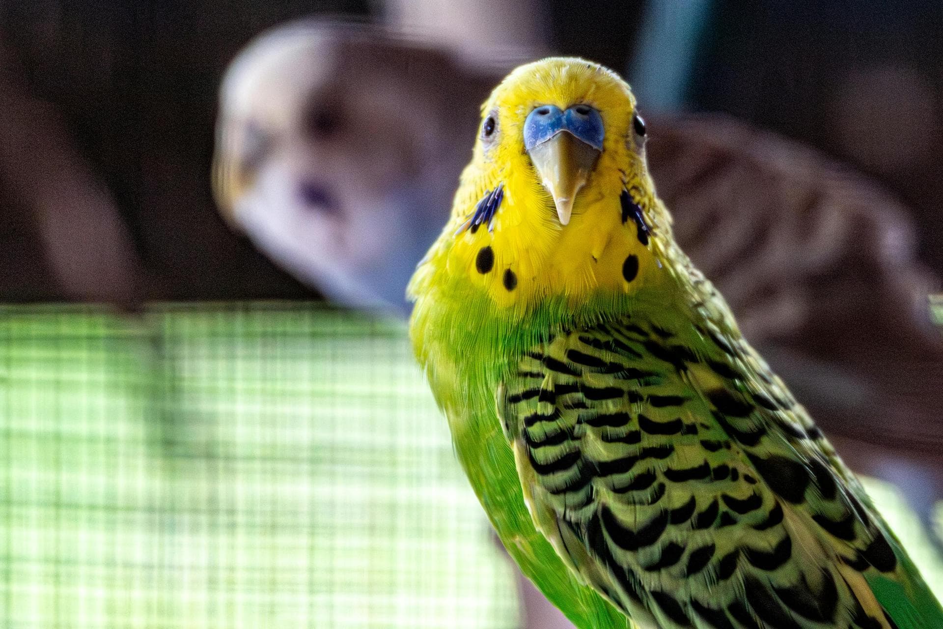 Best Vets in Ballinasloe