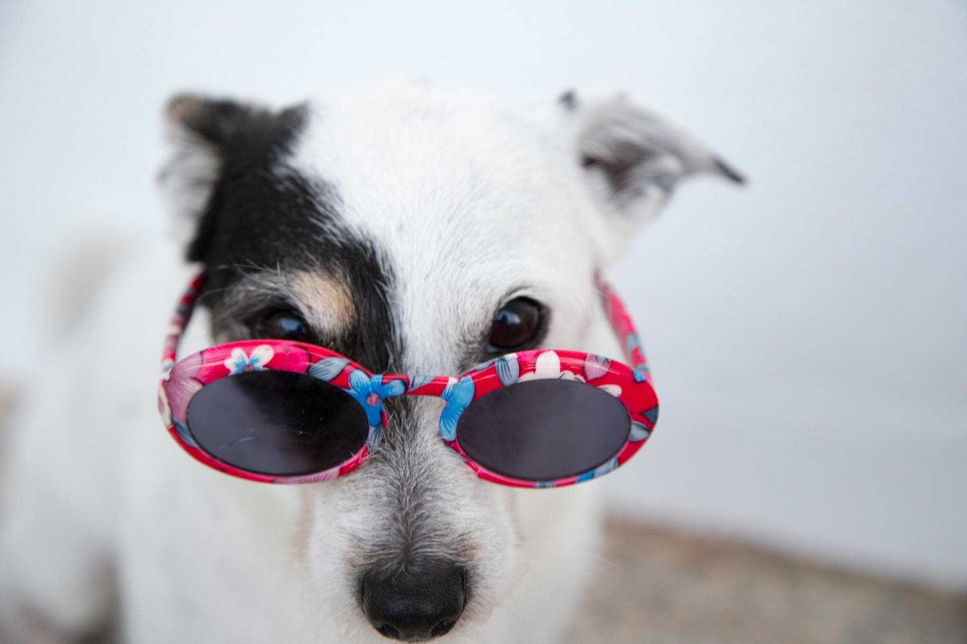 Dog & Cat Vets in Kinvara